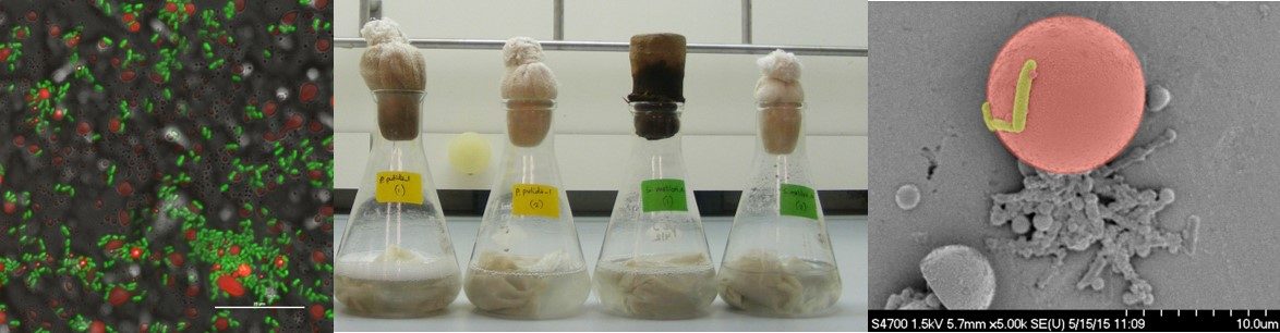 Environmental and Soil Chemistry Lab